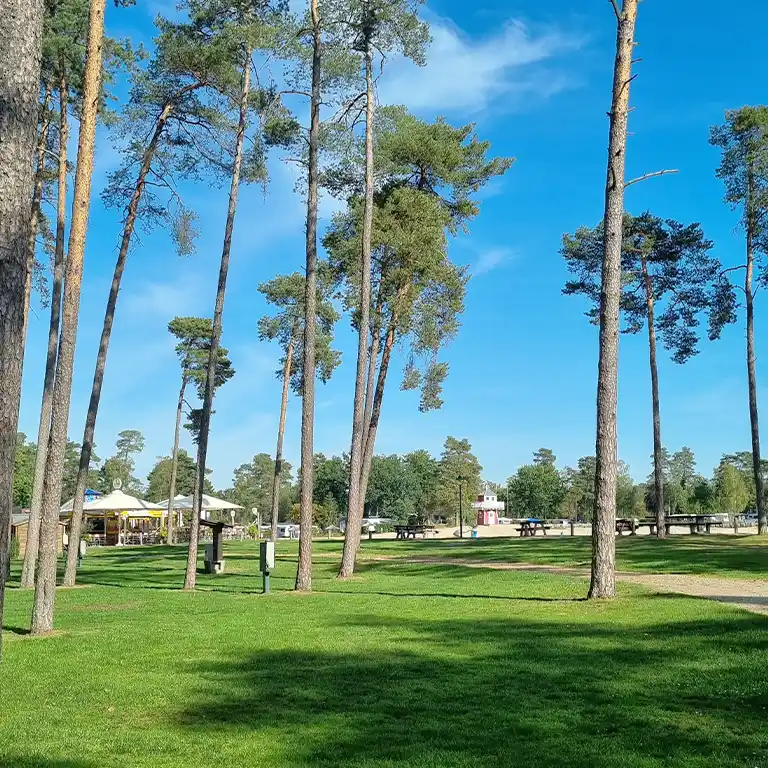 Follow the tip: book online Tent area at Südsee-Camp with tall pine trees, picnic benches and a view of the beach with beach bar in the background