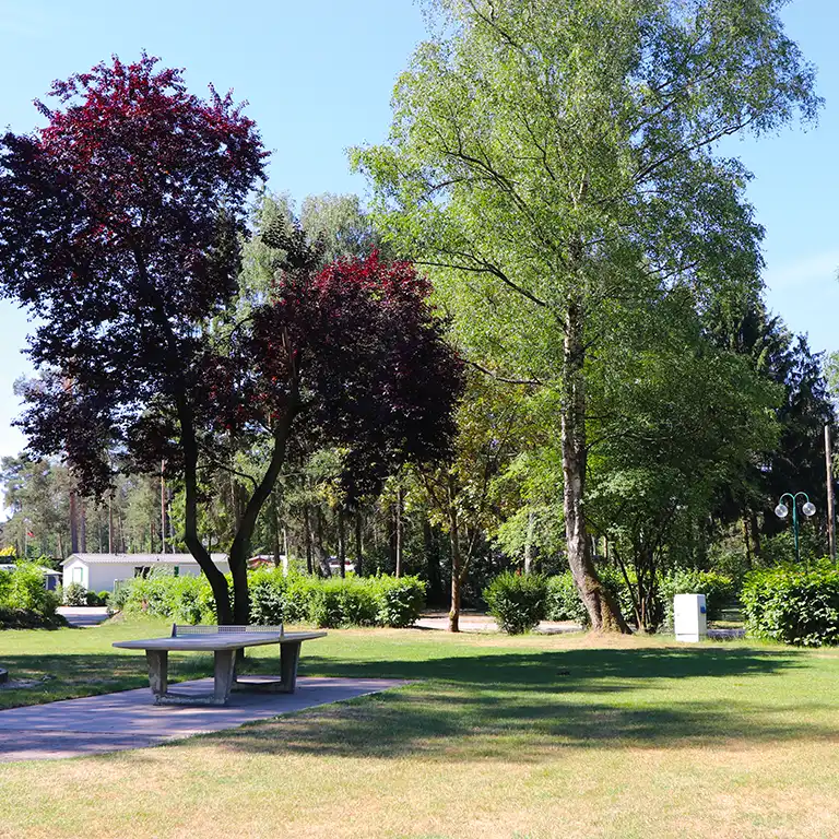 Download detailed map Bench with table in the shade of a tree on a well-kept lawn at Südsee-Camp