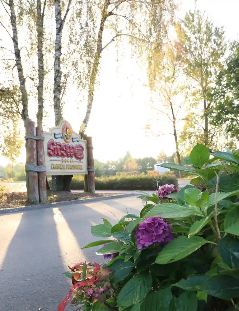 Blooming hydrangeas at the entrance of Südsee-Camp – clearly visible welcome sign of the camping & bungalow park at sunrise