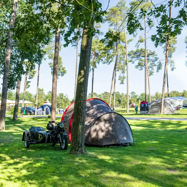 Learn more Campsite in a pine forest with a motorcycle and sidecar next to a tent on a sunny lawn