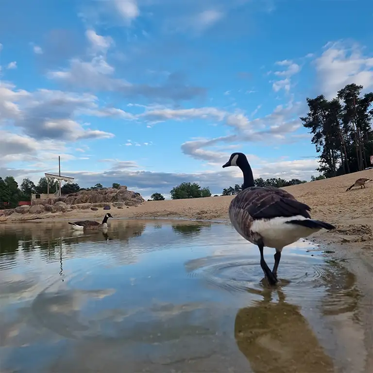 Mehr erfahren Gans an einem See