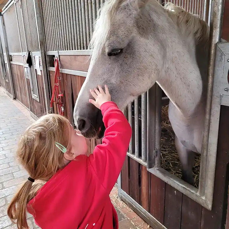 A little girl pets a white pony in the stable at Südsee-Camp. Standing in front of the stall, she shows affection for the horse – a heartwarming experience for children on a family holiday.