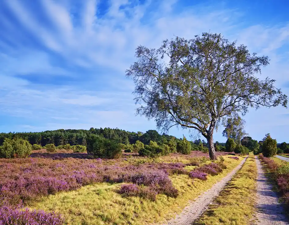 Blooming heathland in the Lüneburg Heath with sandy path and solitary tree – a scenic nature experience for families near Südsee-Camp.