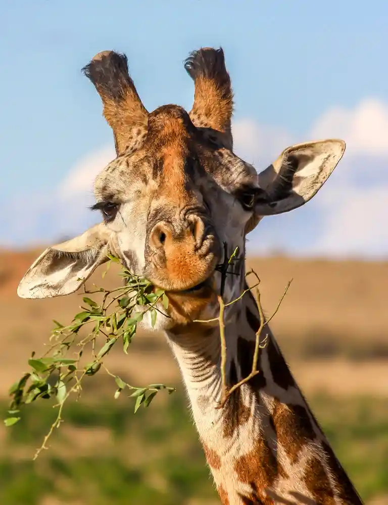 Close-up of a giraffe eating leaves – safari adventure at Serengeti Park Hodenhagen, perfect for families with children.