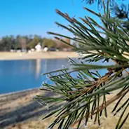 pre-winter rest period Pine needles with lake in the background