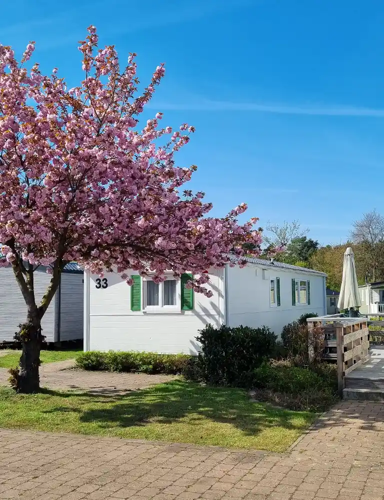 White mobile home (Type 2) at Südsee-Camp with green shutters, private wooden terrace, and a blooming pink cherry tree in front under a bright blue sky.   2/2
