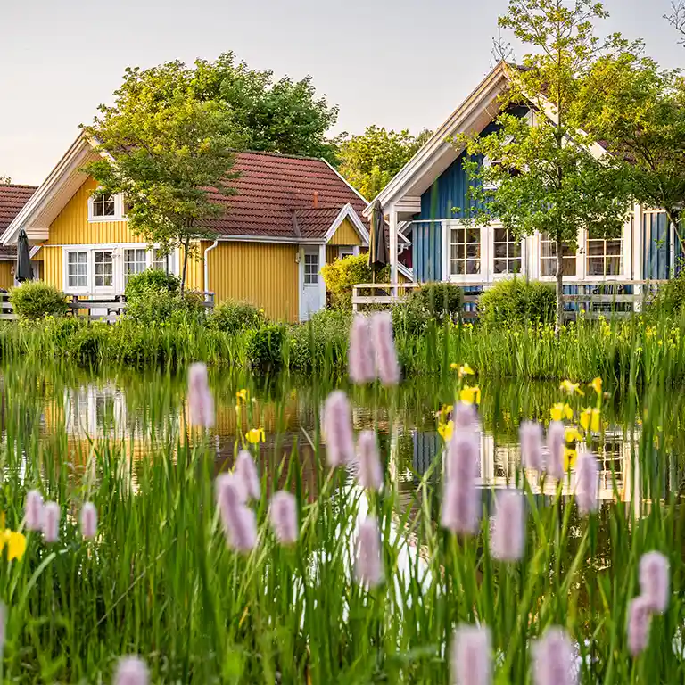 Blooming biotope with reeds and flowers in the foreground, colorful Scandinavian-style holiday homes of Südsee-Camp reflecting in the water – a summery natural idyll.